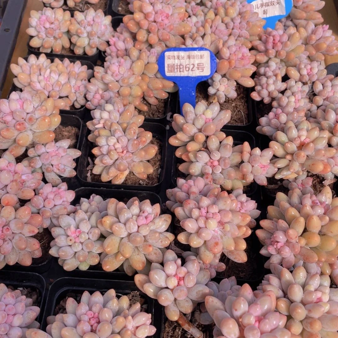 量拍62号 婴儿手指双头起2个