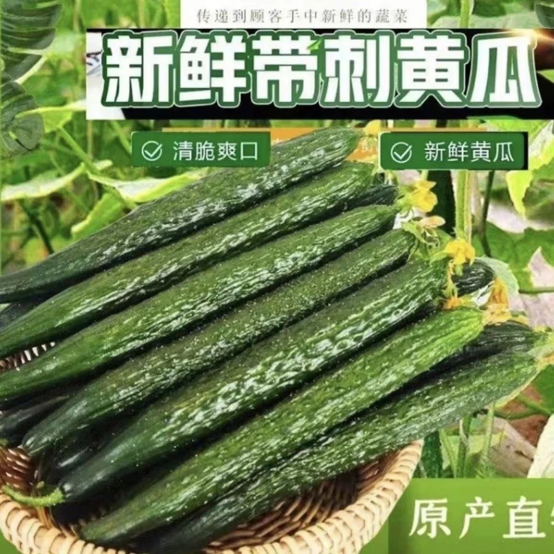 贵州露天生态黄瓜青瓜农家现摘刺黄瓜新鲜蔬菜带刺水黄瓜整箱现发