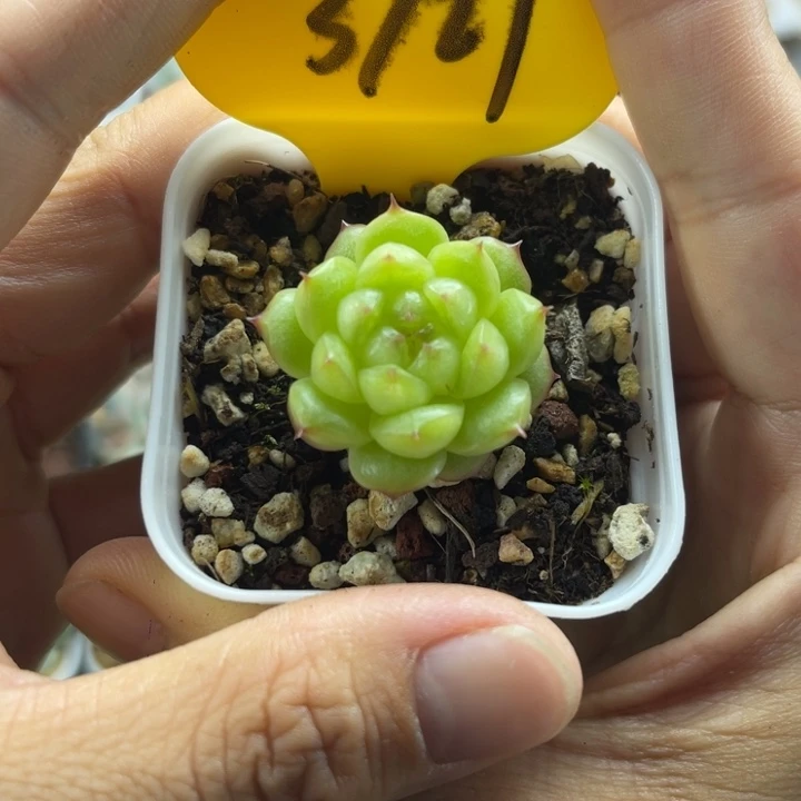 开播福利润玉珍妮3727