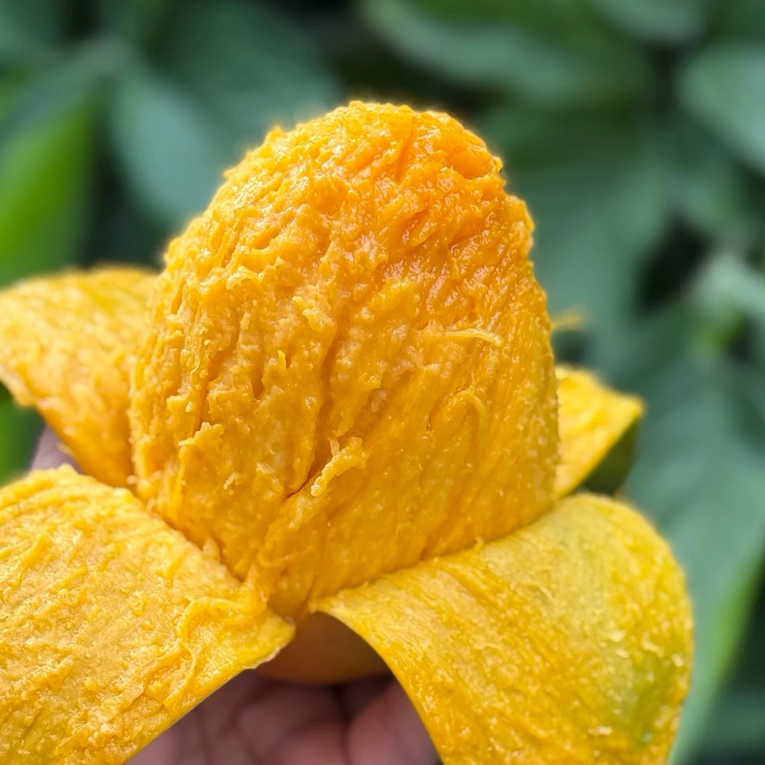 （放软后食用）攀枝花青皮凯特大芒果肉厚核薄香甜多汁当季新鲜水果