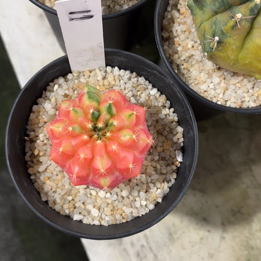 超***铁11-0612泰国发货多肉