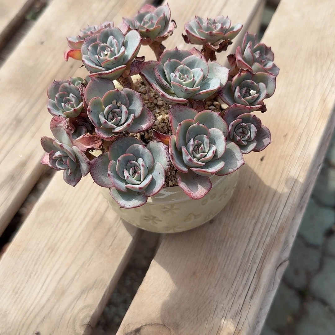 奶油黄桃带盆多肉植物