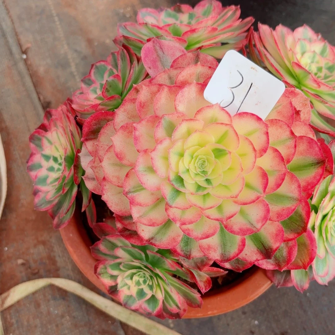 一物一拍多肉法师31