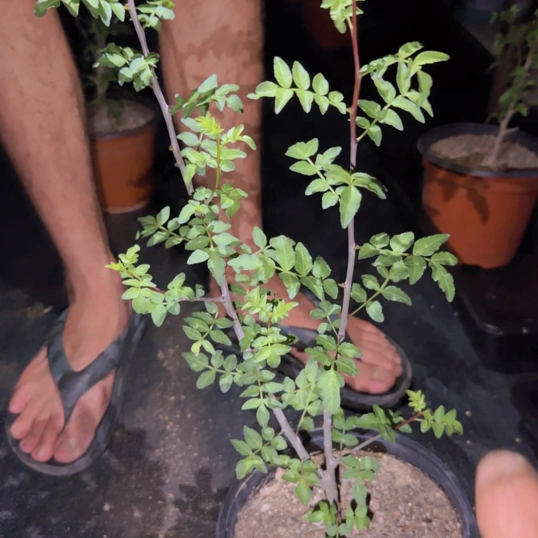 思***影块根植物块根植物