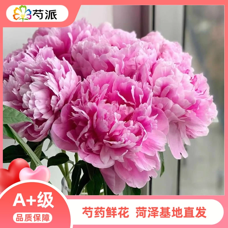 【弗莱明】重瓣芍药鲜切花 芍药花束 母亲节鲜花 山东菏泽大芍药