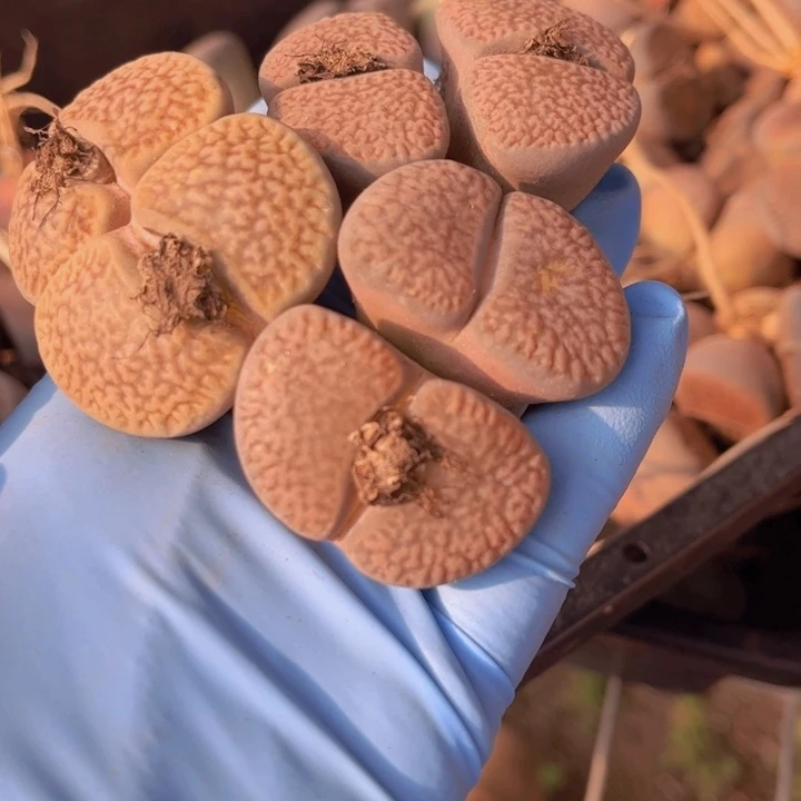 三颗富贵88888888888808