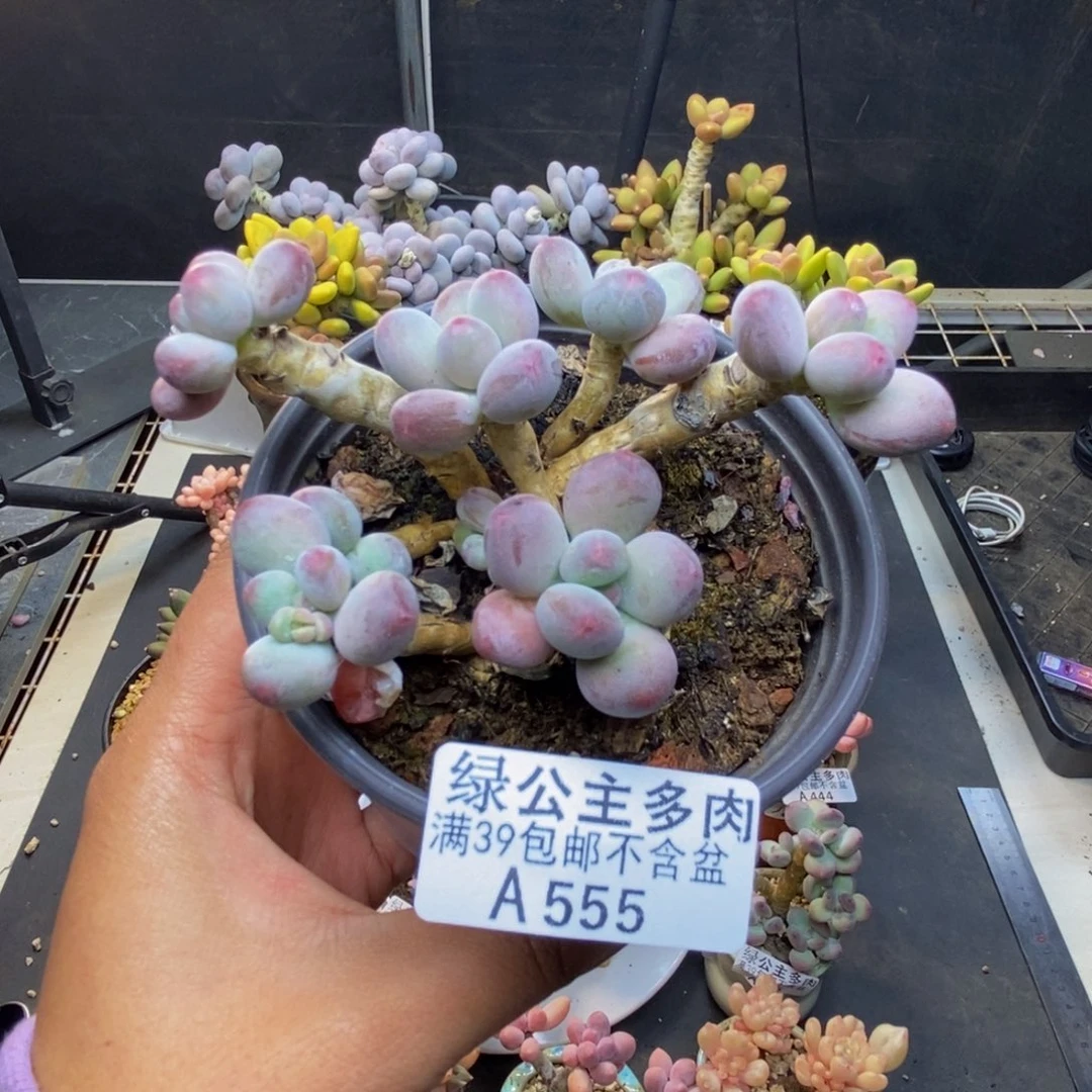 555苹果奶一代多肉7c m