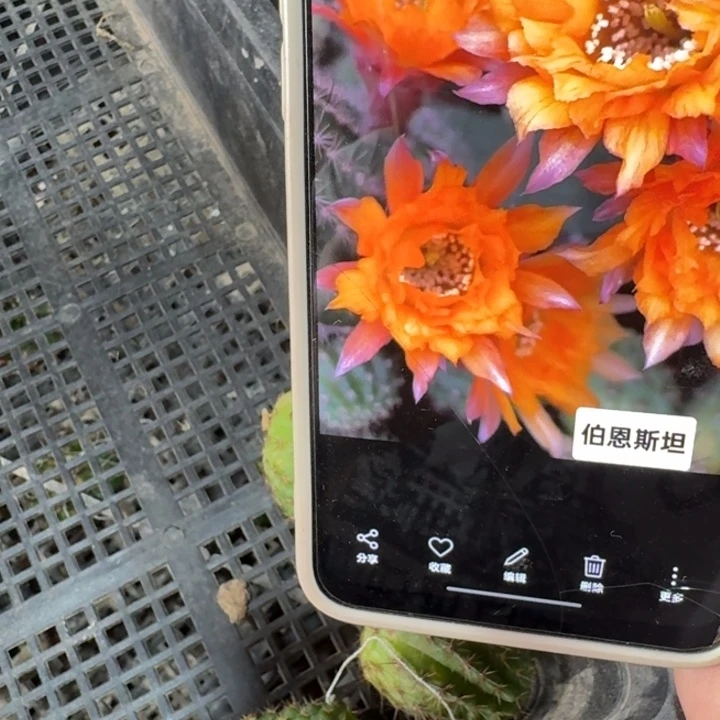 287白檀伯恩斯坦3个无根侧牙斑，20包邮