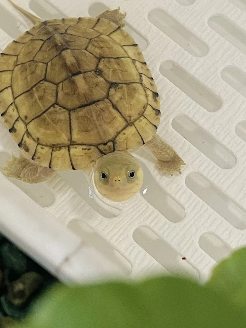 黄金巴西龟，地图龟，小青龟，格兰德龟，火焰龟