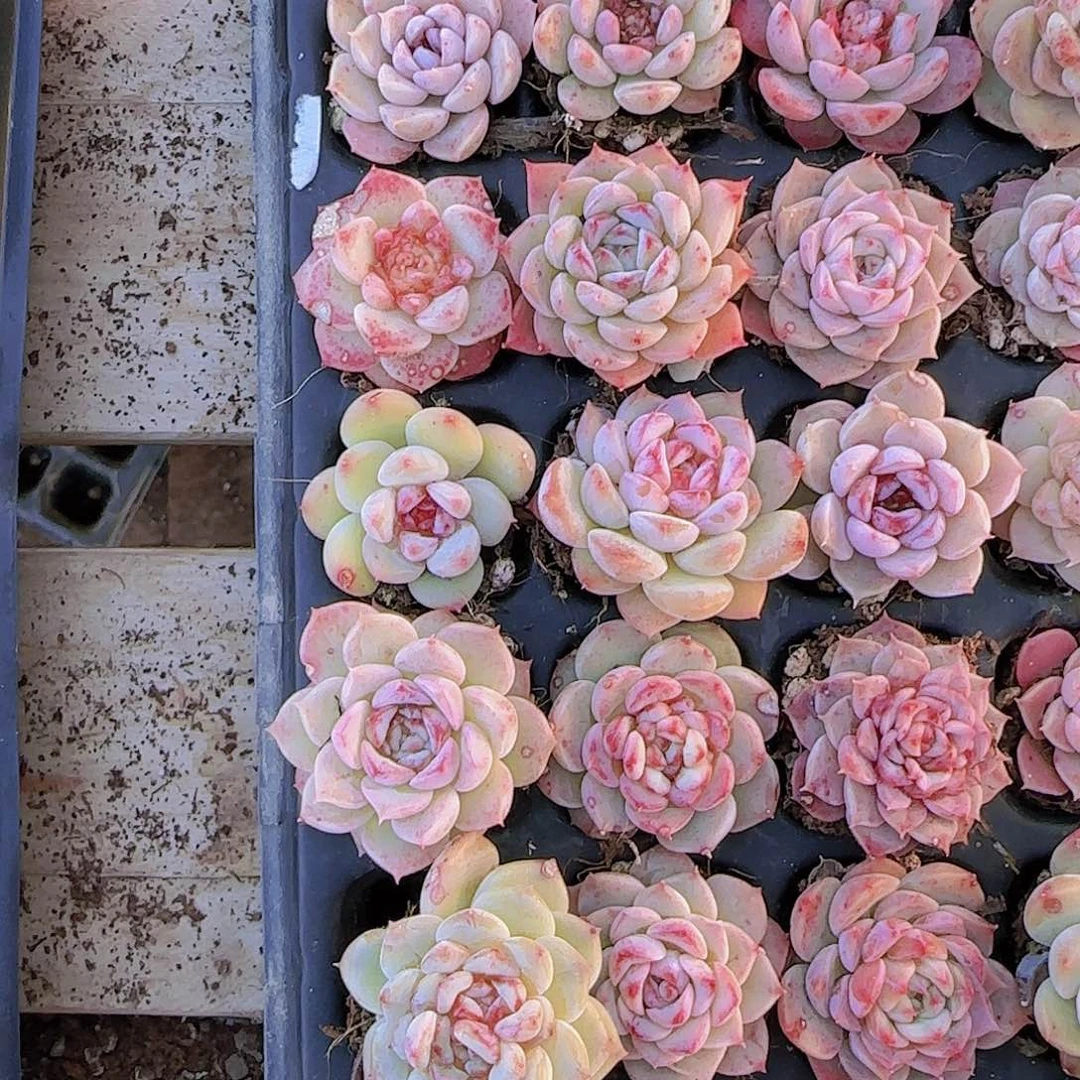 直播一物一拍多肉52