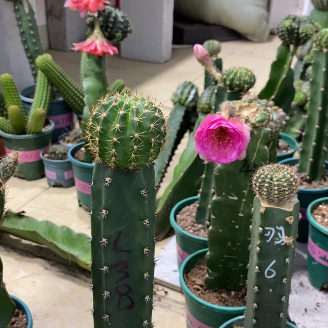 新品丽花L38绣谱母本一杯