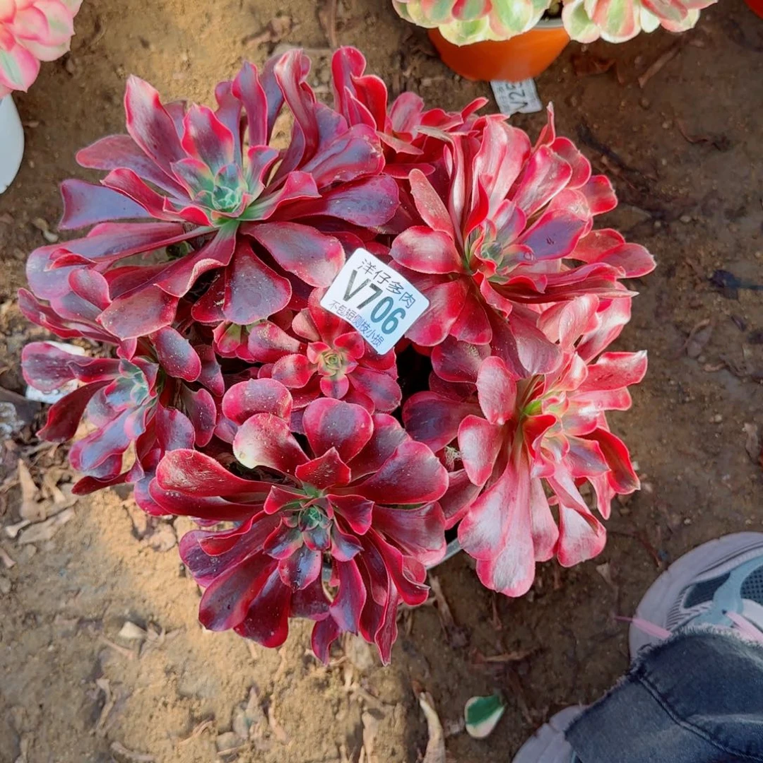 凤冠发师706冠幅26