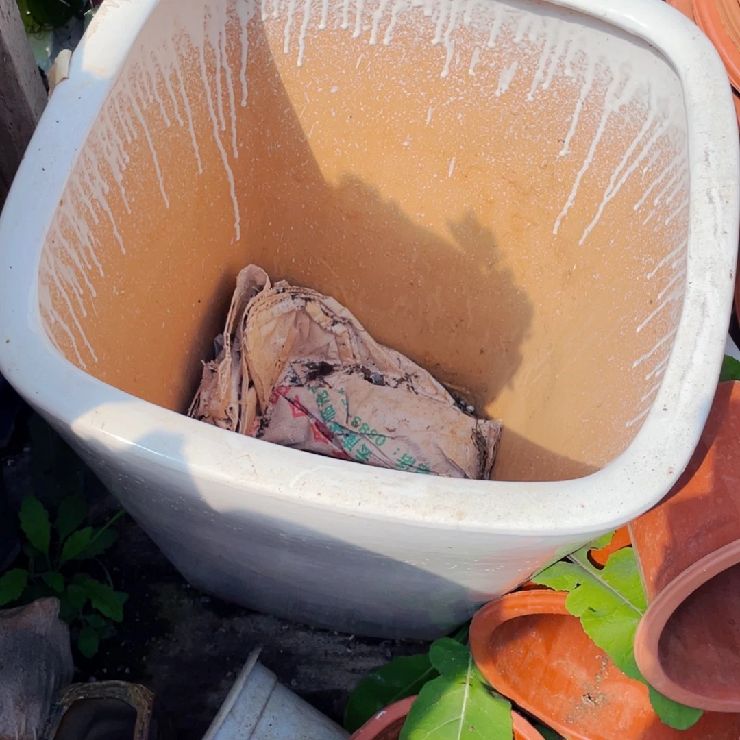 世***大大盆只有盆发物流只是盆的链接