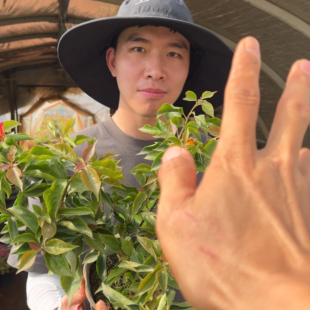 完全开放苏菲亚三角梅会掉花掉