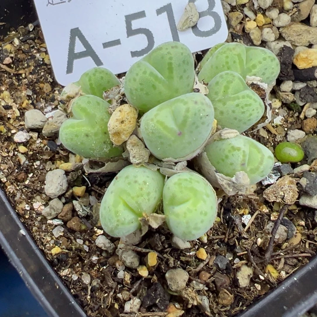 多肉植物1111111111