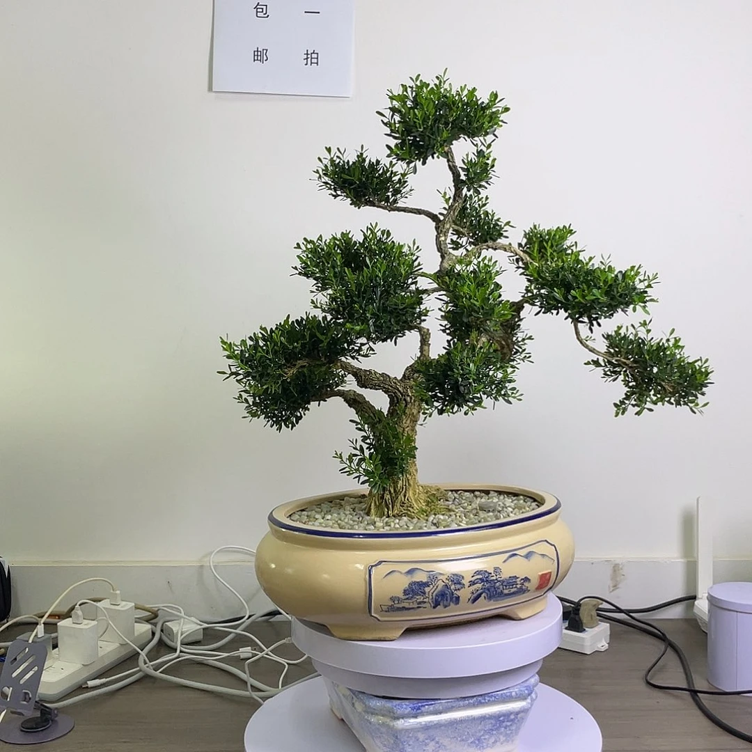 无花朵小叶黄杨无花朵1111