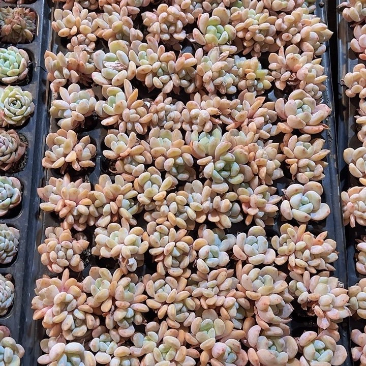 直播福利一物一拍511