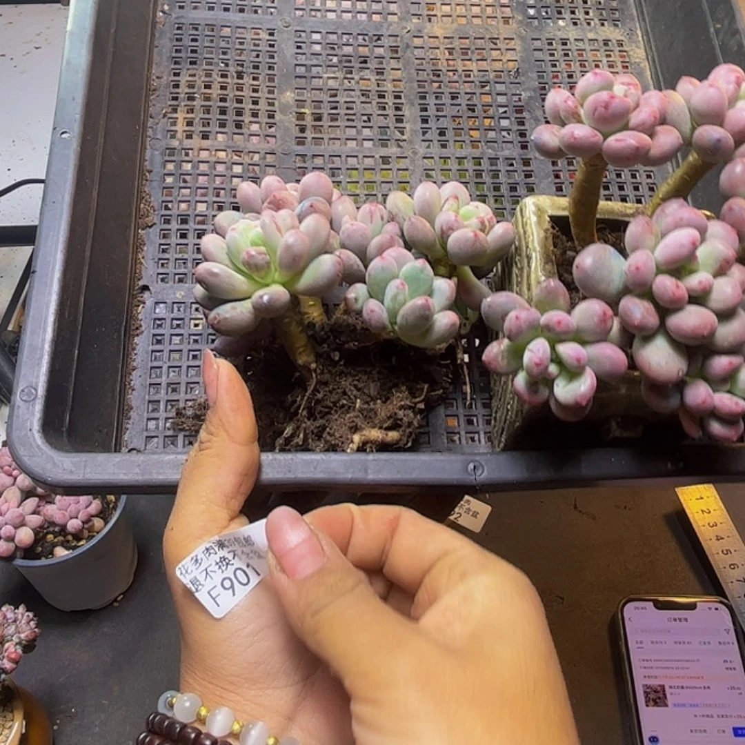 用***8桃花奶酪901/10cm散的