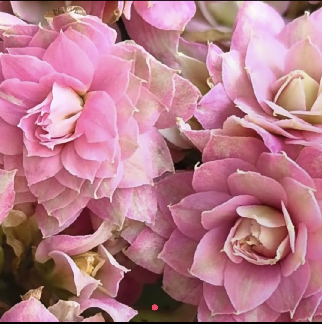 （庄周梦蝶）110盆一代种苗长寿   稀有大花品种 产地直发