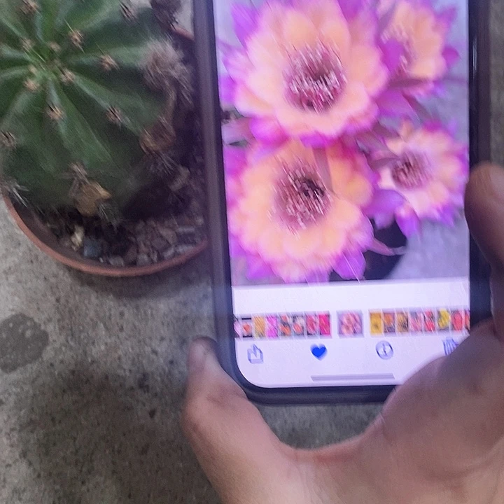 极光丽花，2689000