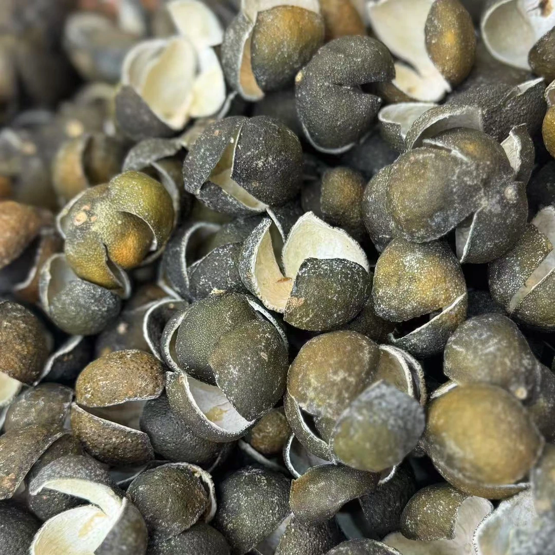 【马董精选846】新会陈皮2023年原枝梅江三花青