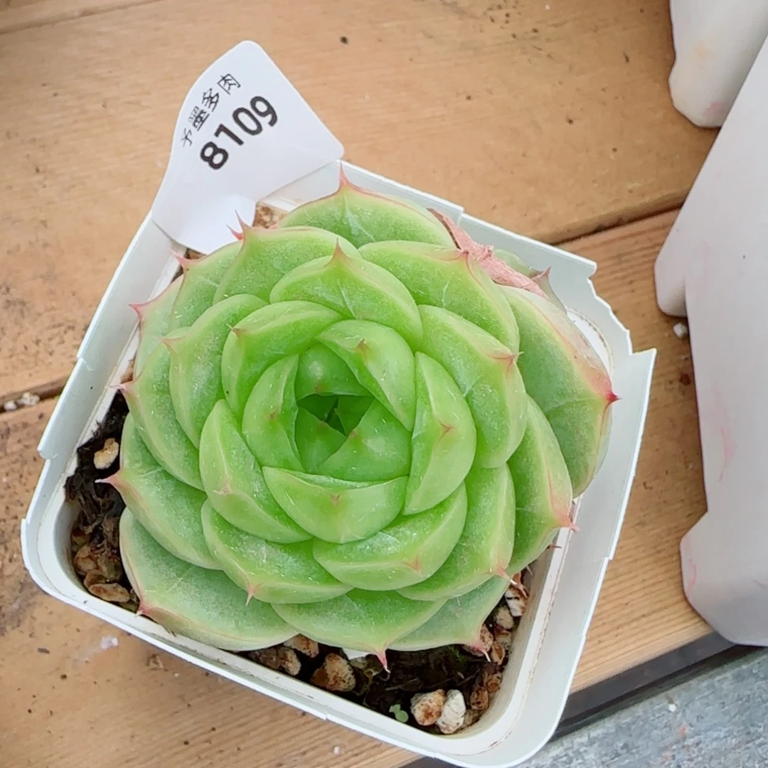 下播福利，8109多肉植物
