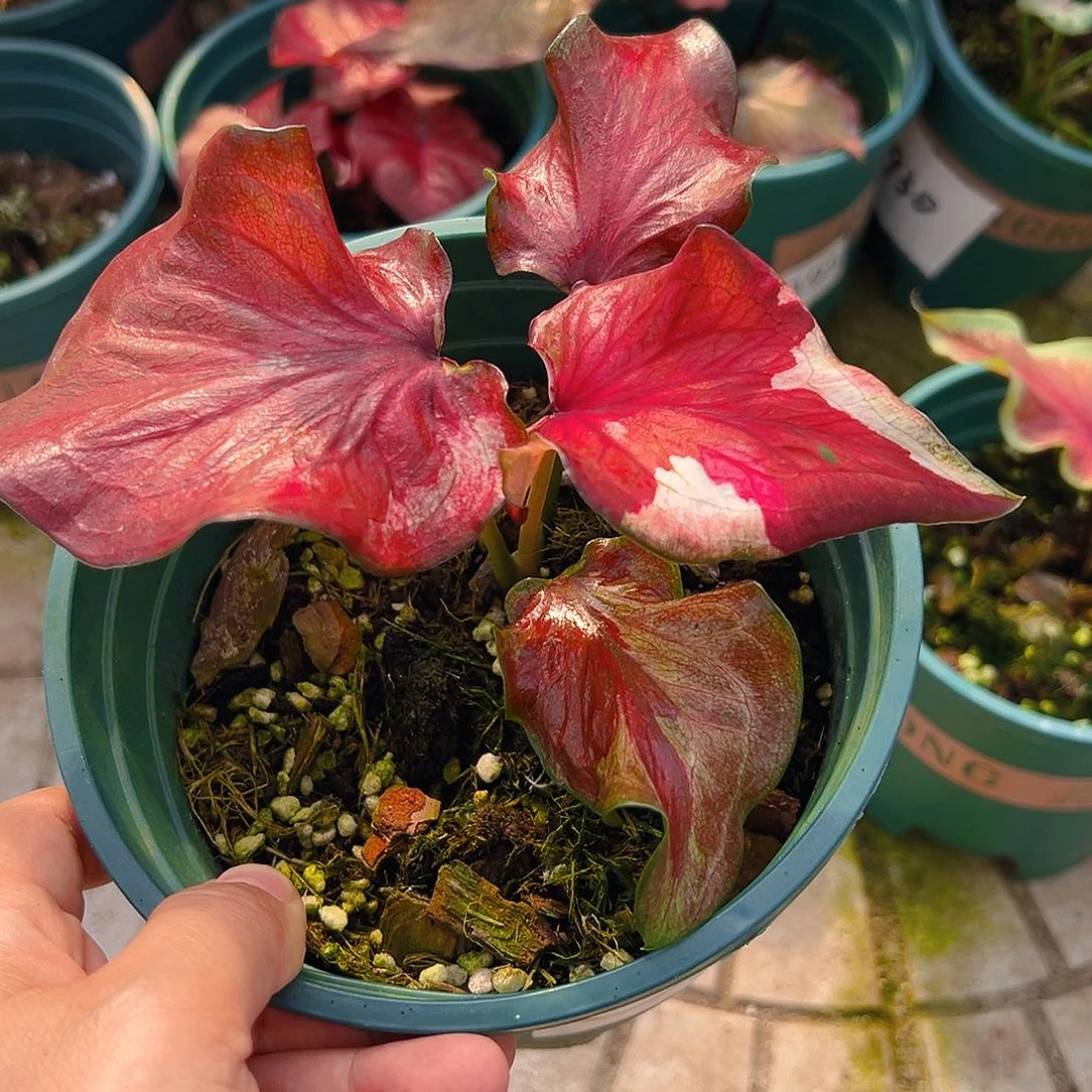 梦***中完全开放一物一拍77