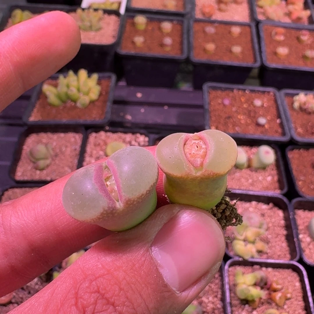 卯**二云缦精品番杏14.46