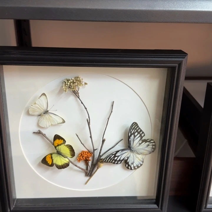 有机玻璃蝴蝶标本蝴蝶标本