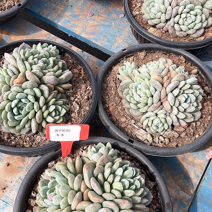 8.8百达翡冷一个脱土