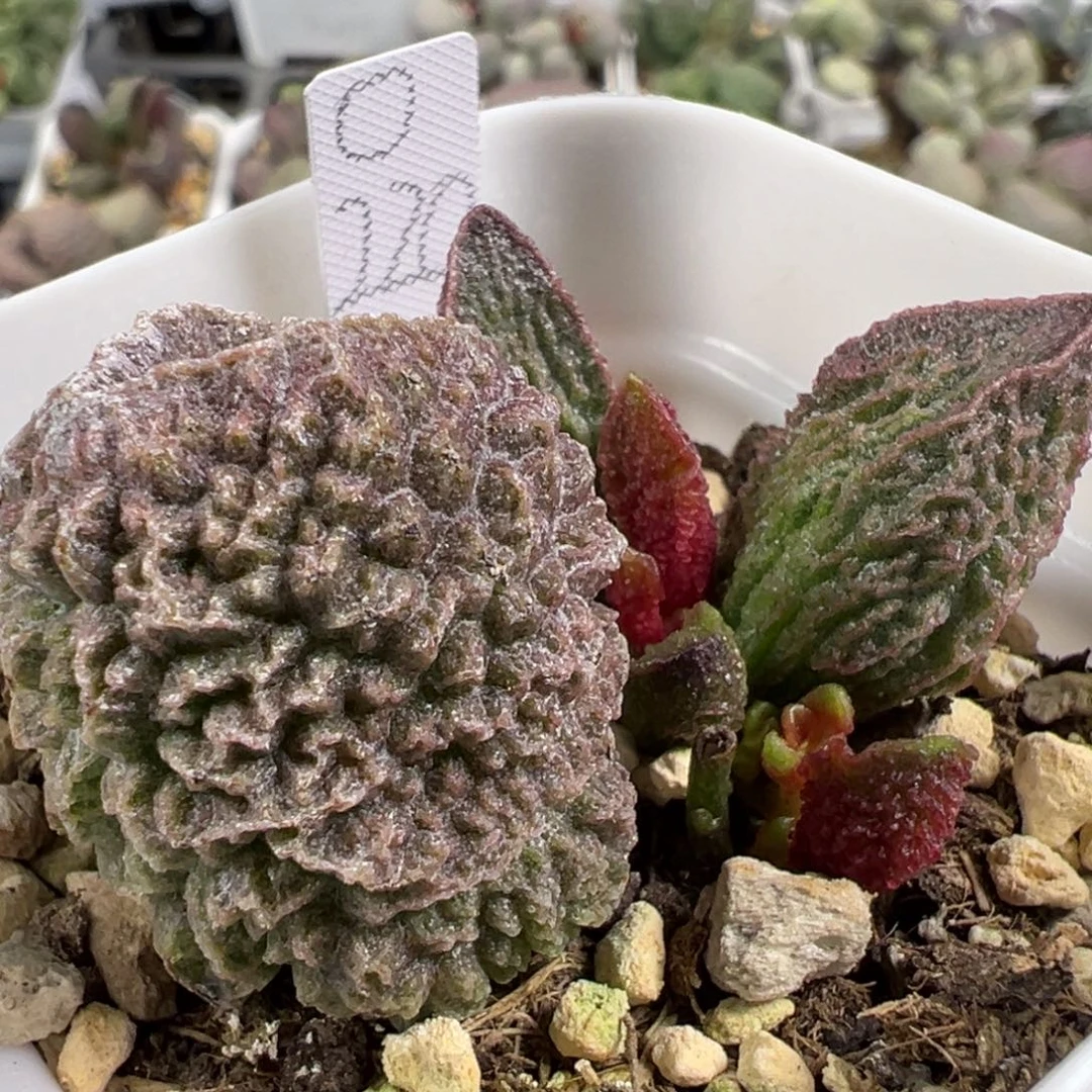 w爆炸深纹实生新品