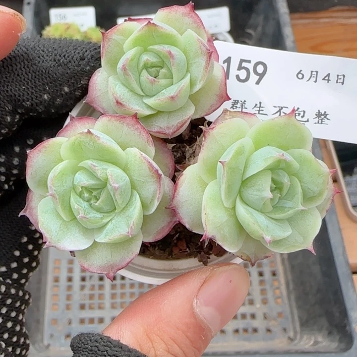 散的玫瑰0604-159