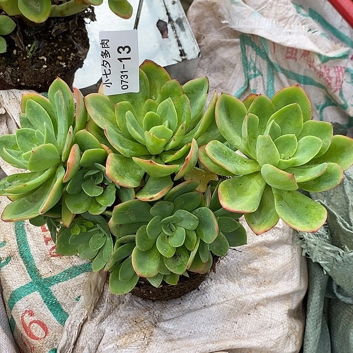 过***版记得拍冷链水墨仙子13