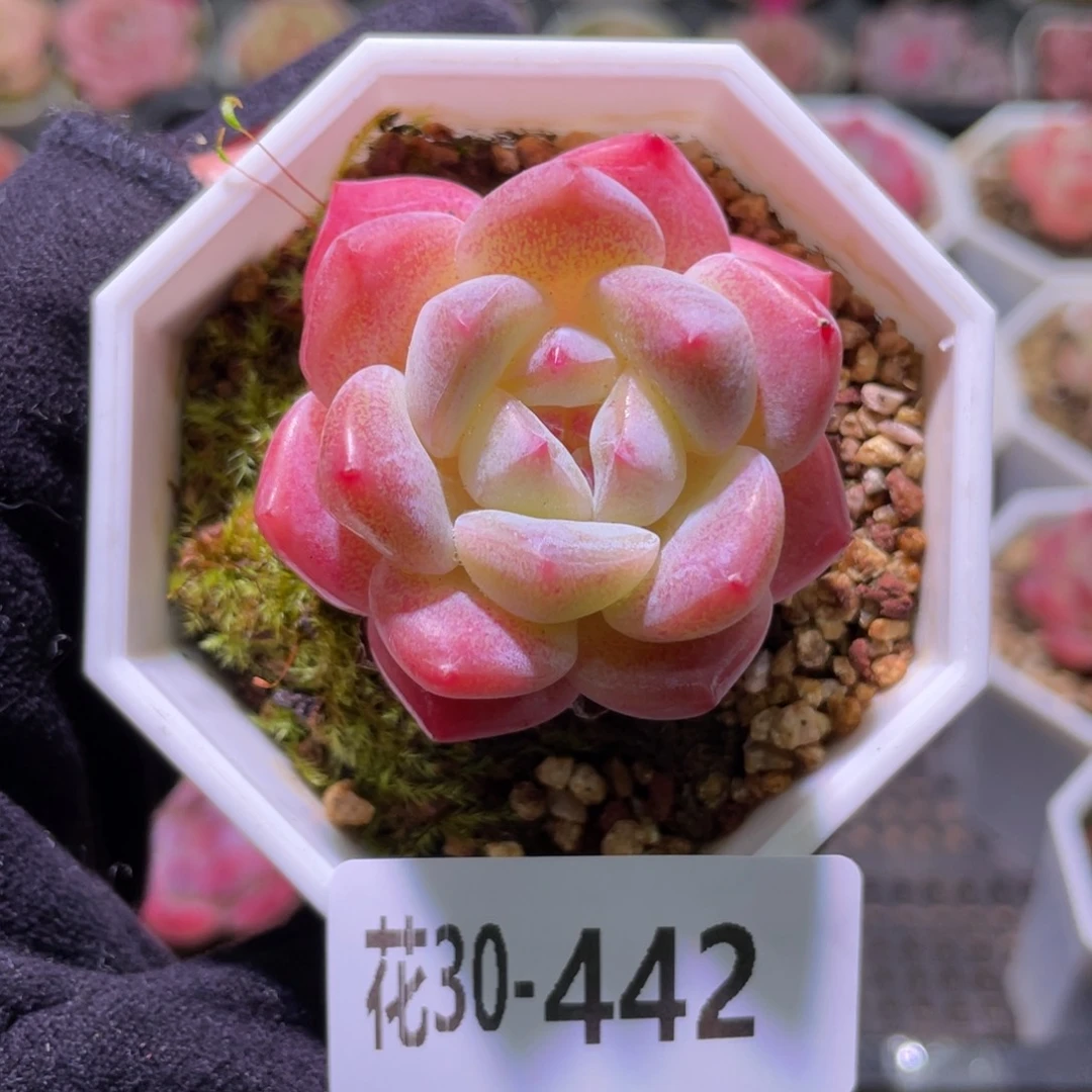 花利美30-442精选糖心