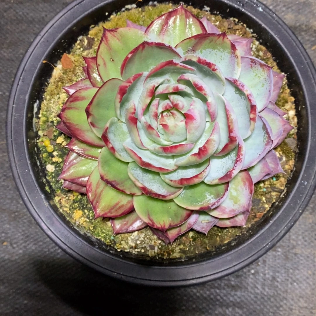 曾***节           52。