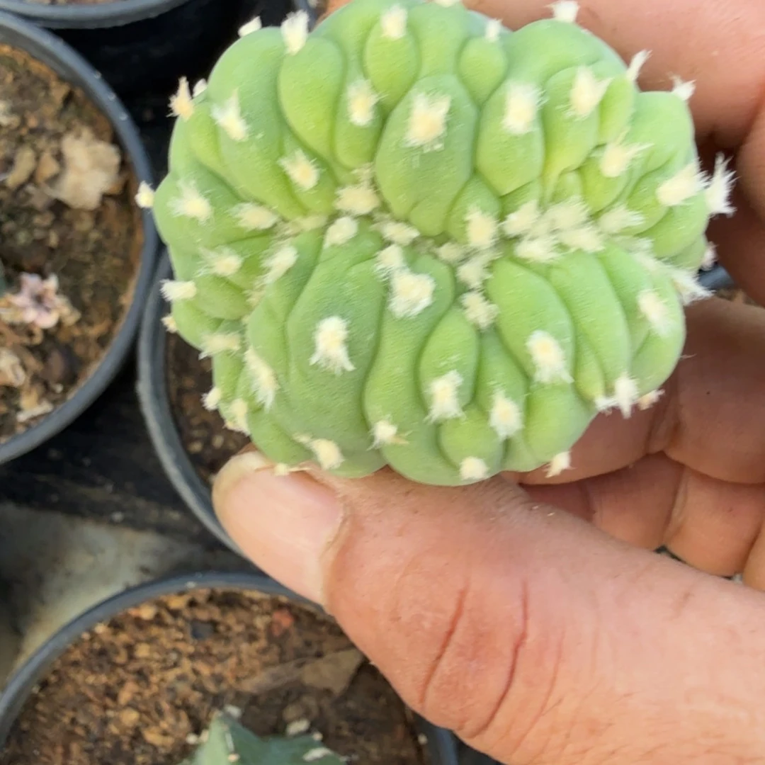 草球缀化龙神苗接