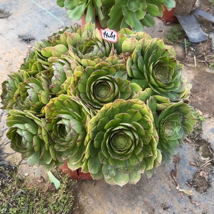 14-61拉丝朵朵多肉植物