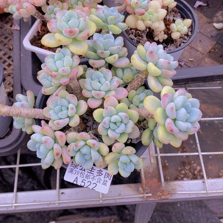 樱花罗琦14cm522多肉植物