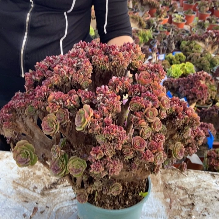 极***乐296玫瑰缀化老桩老桩断枝
