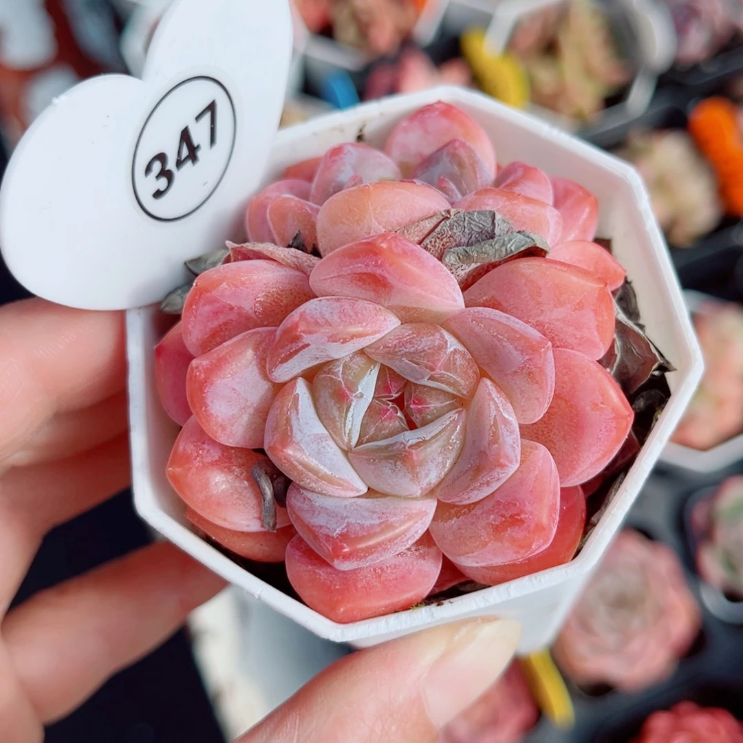 347号小老桩糖心双头