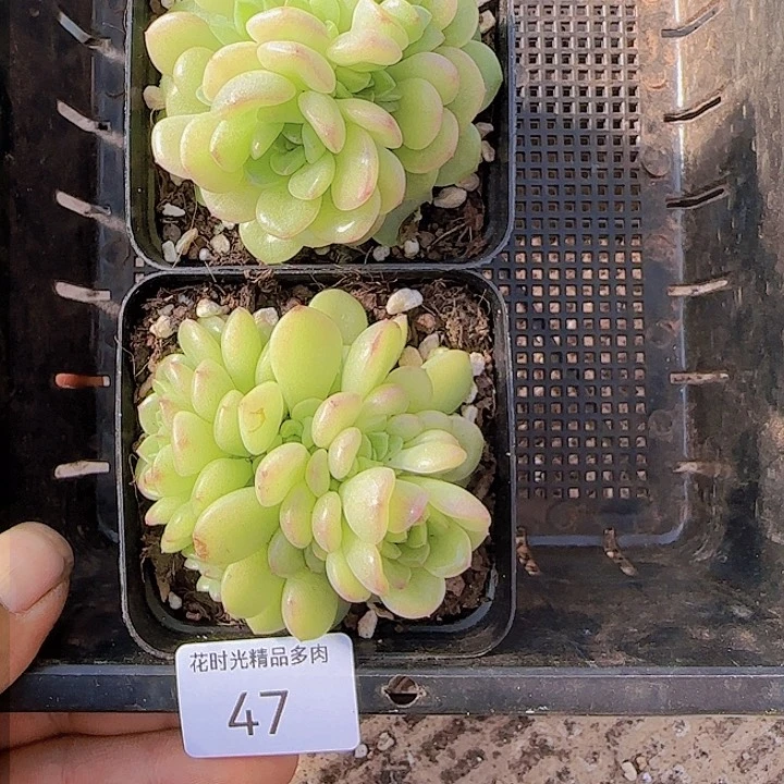 花时光精品多肉47