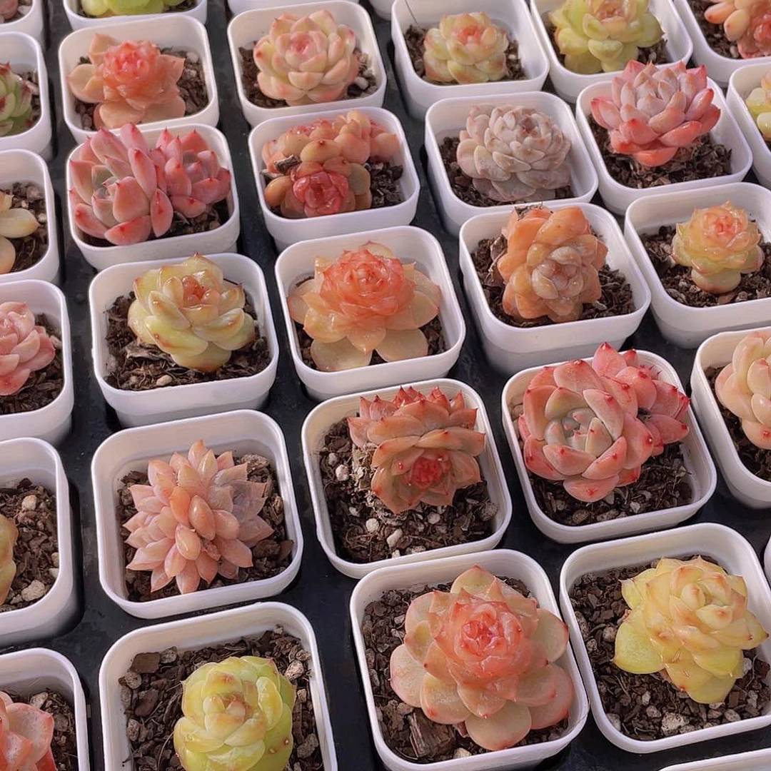 量拍26号 七彩糖心组合6个