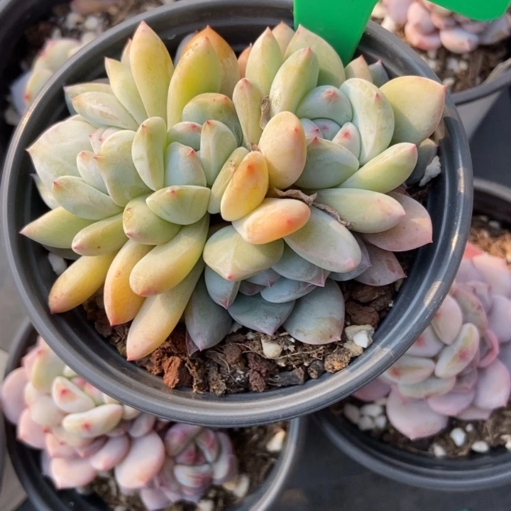 647星影多肉植物保护