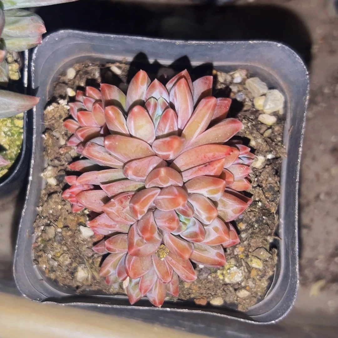 桔云多肉美人精品系列