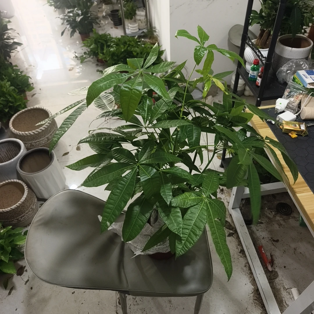 发财树盆栽（好养耐活上档次）