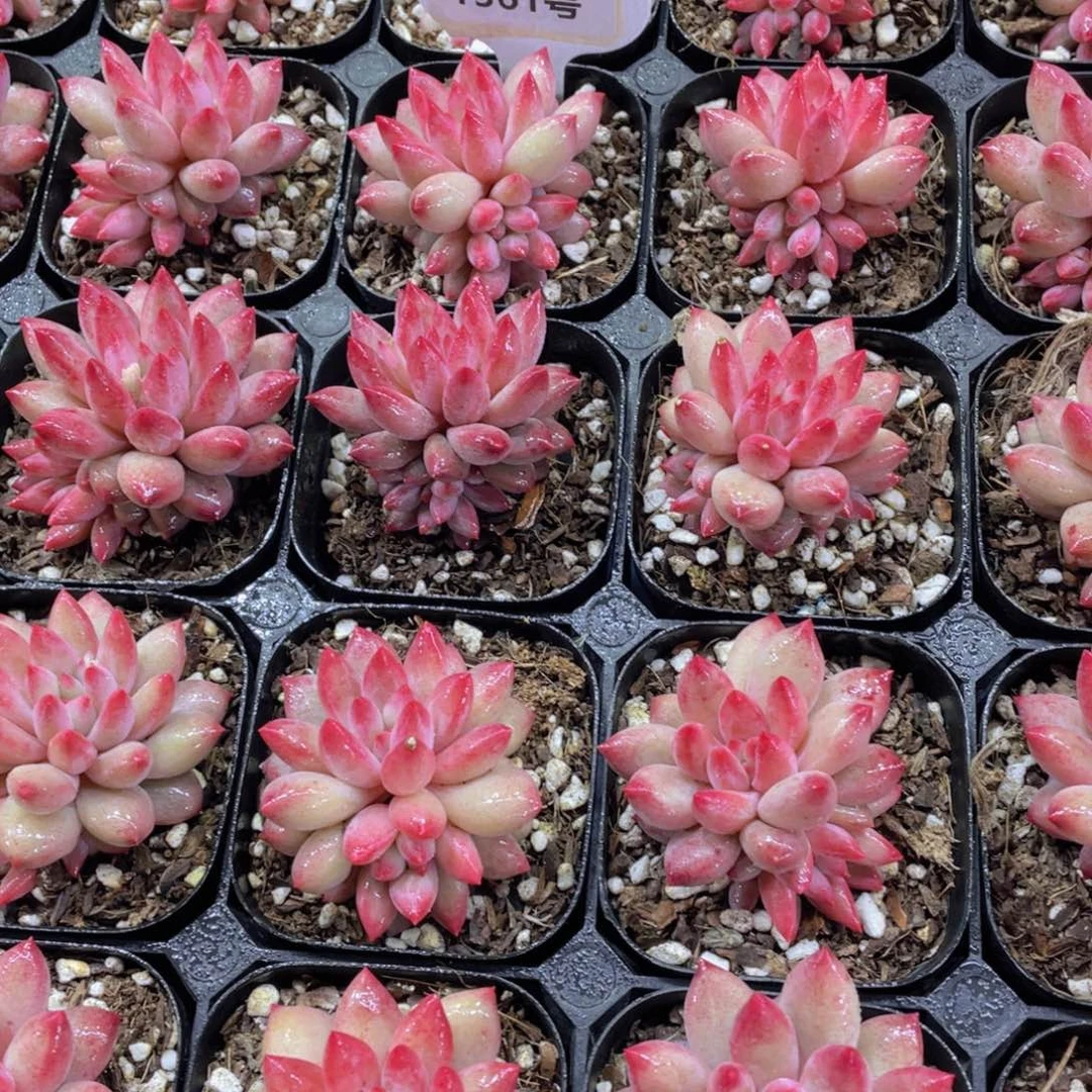 1361号 全状态车厘子双头起一个