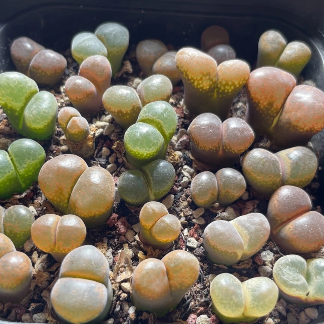 今晚大盆特价更新～33