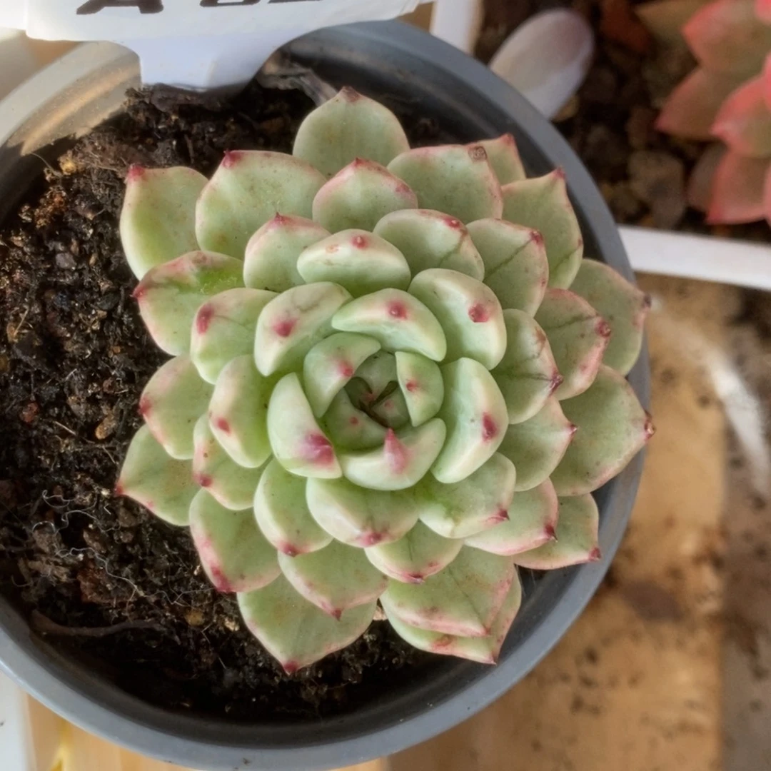 652东云杂锦锦锦锦锦