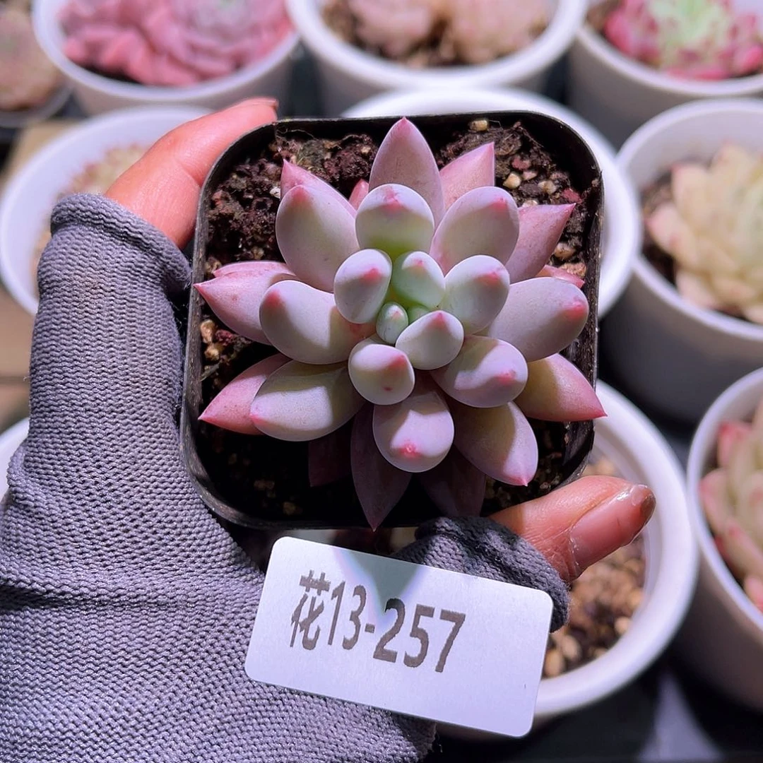 花13-257奶瓶单头