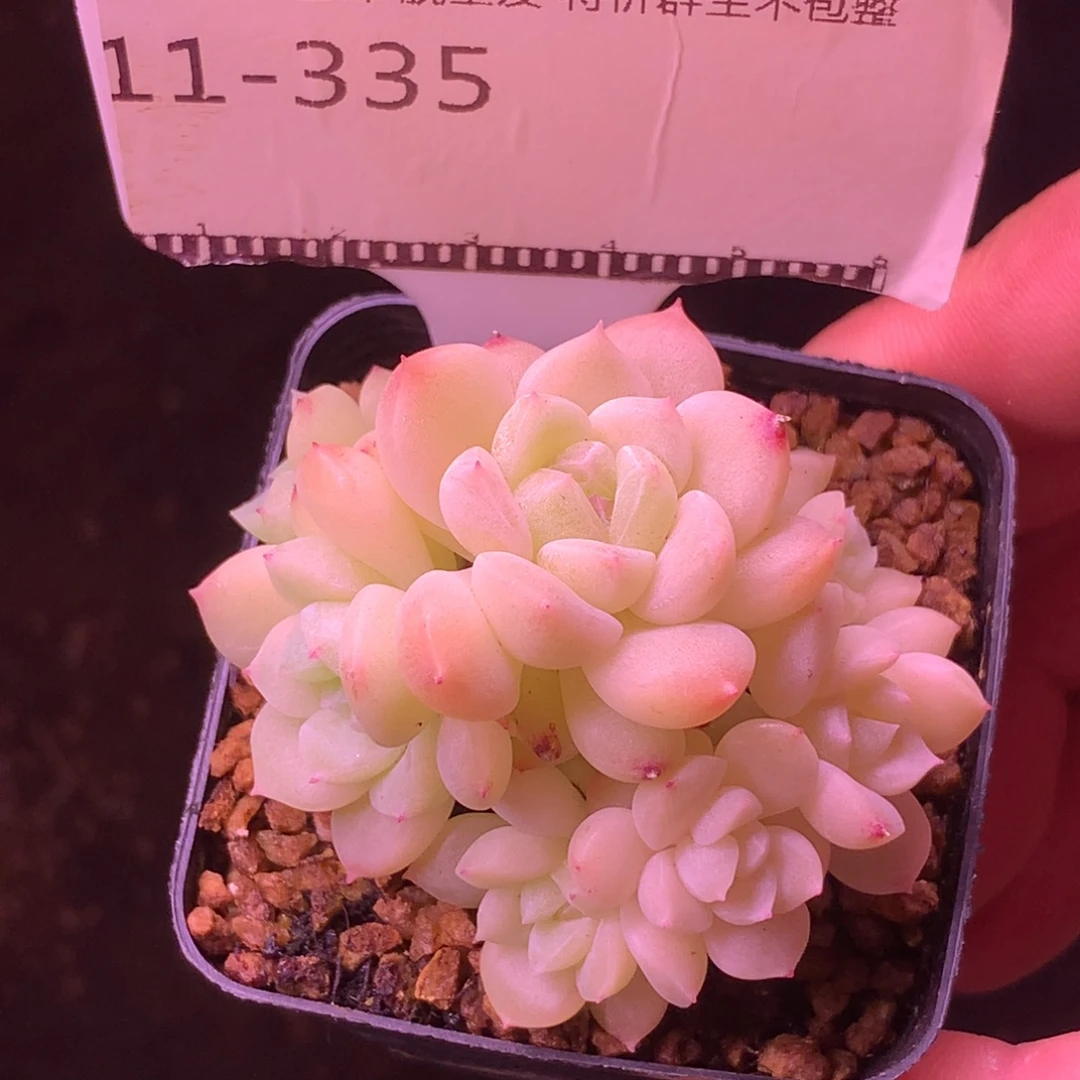 奶油珍妮自然群多肉